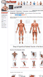 Mobile Screenshot of anatomy.askthetrainer.com